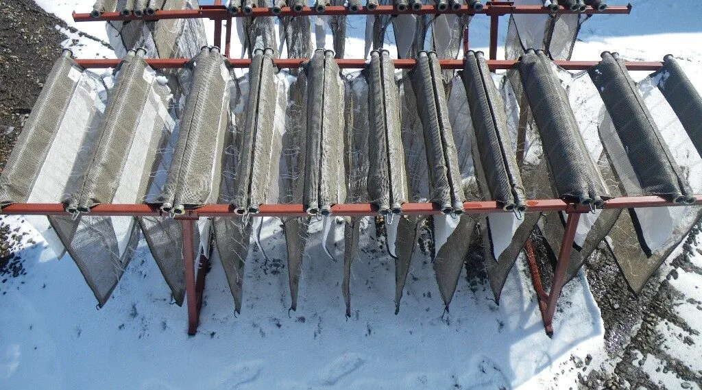 Voorkiemen bij een strenge winter en kort voorjaar
