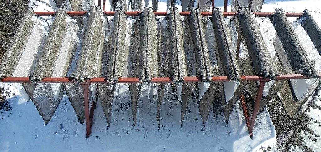 Joppe presprouting cold winter - short spring