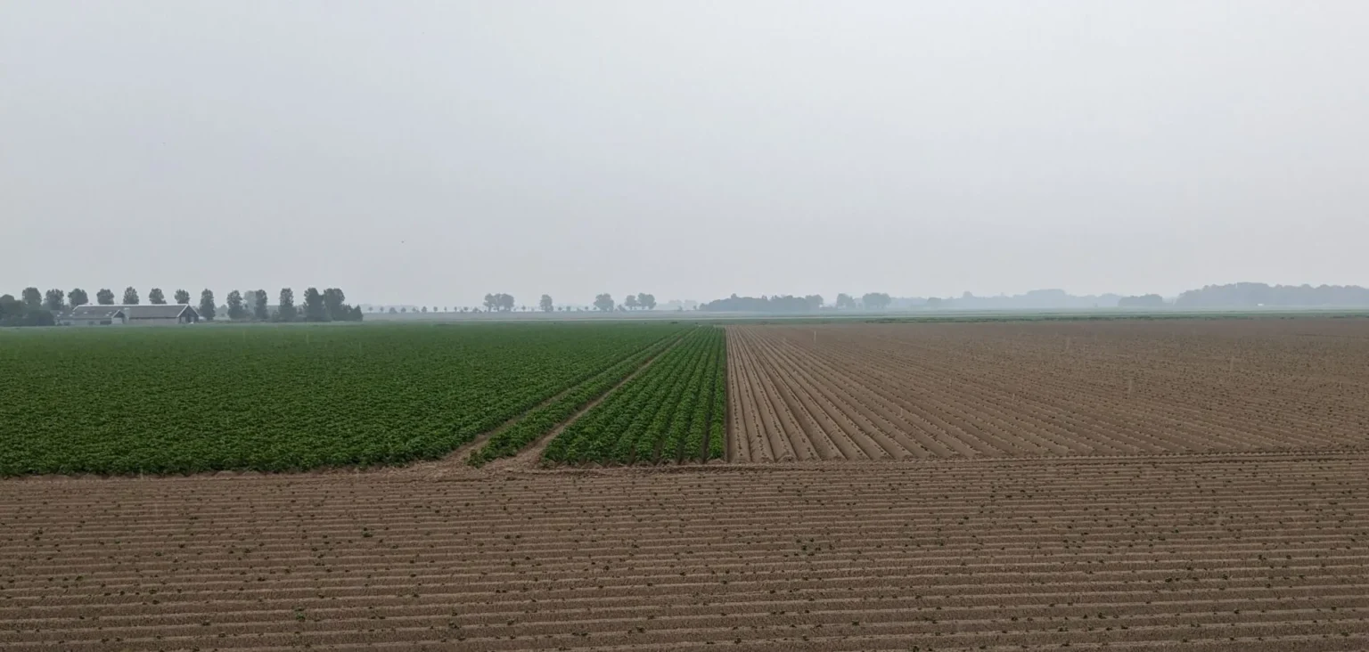 Verschil in opkomst door voorkiemen